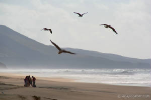 seagulls_flying.jpg