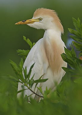 cattle_egret.jpg