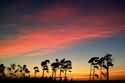 sunset_palms.jpg